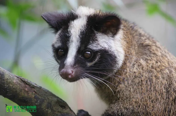 白鼻心。翻攝自臺北市立動物園臉書