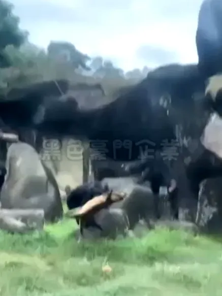 黑猩猩拋飛白鼻心。翻攝自「黑色豪門企業」社群