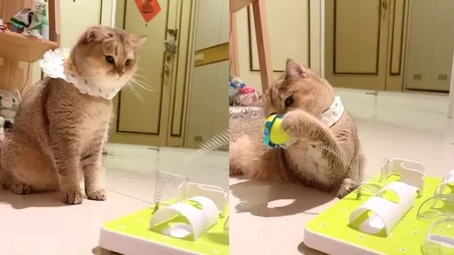 彈簧球的反擊!喵星人嚇得躺平了