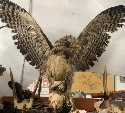 現役軍人網拍大冠鷲標本 辯東西這麼來的!涉違《野生動物保育法》起訴