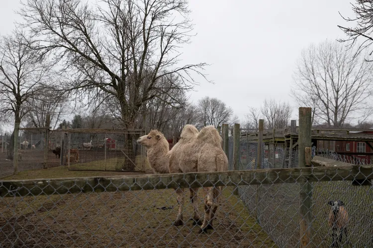 「歐夏瓦動物園及趣味農場』的駱駝。路透社