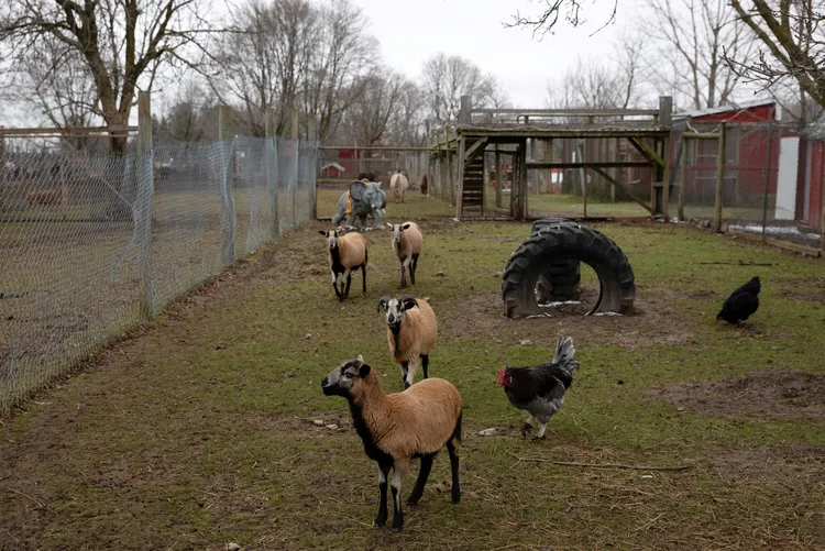 「歐夏瓦動物園及趣味農場』的駱駝。路透社