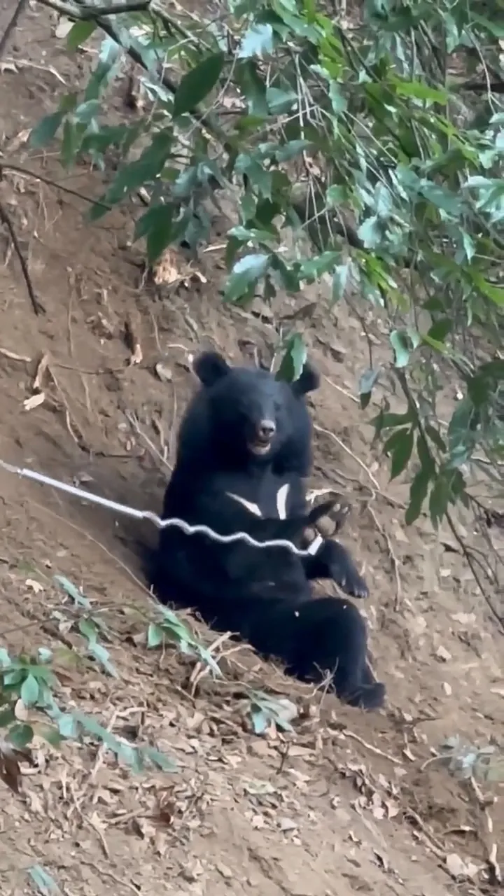 黑熊右前肢被鋼索套住無法脫困。民眾提供