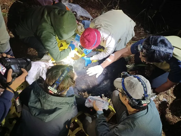 獸醫及森林護管員將黑熊麻醉後檢傷。林業保育署台中分署提供