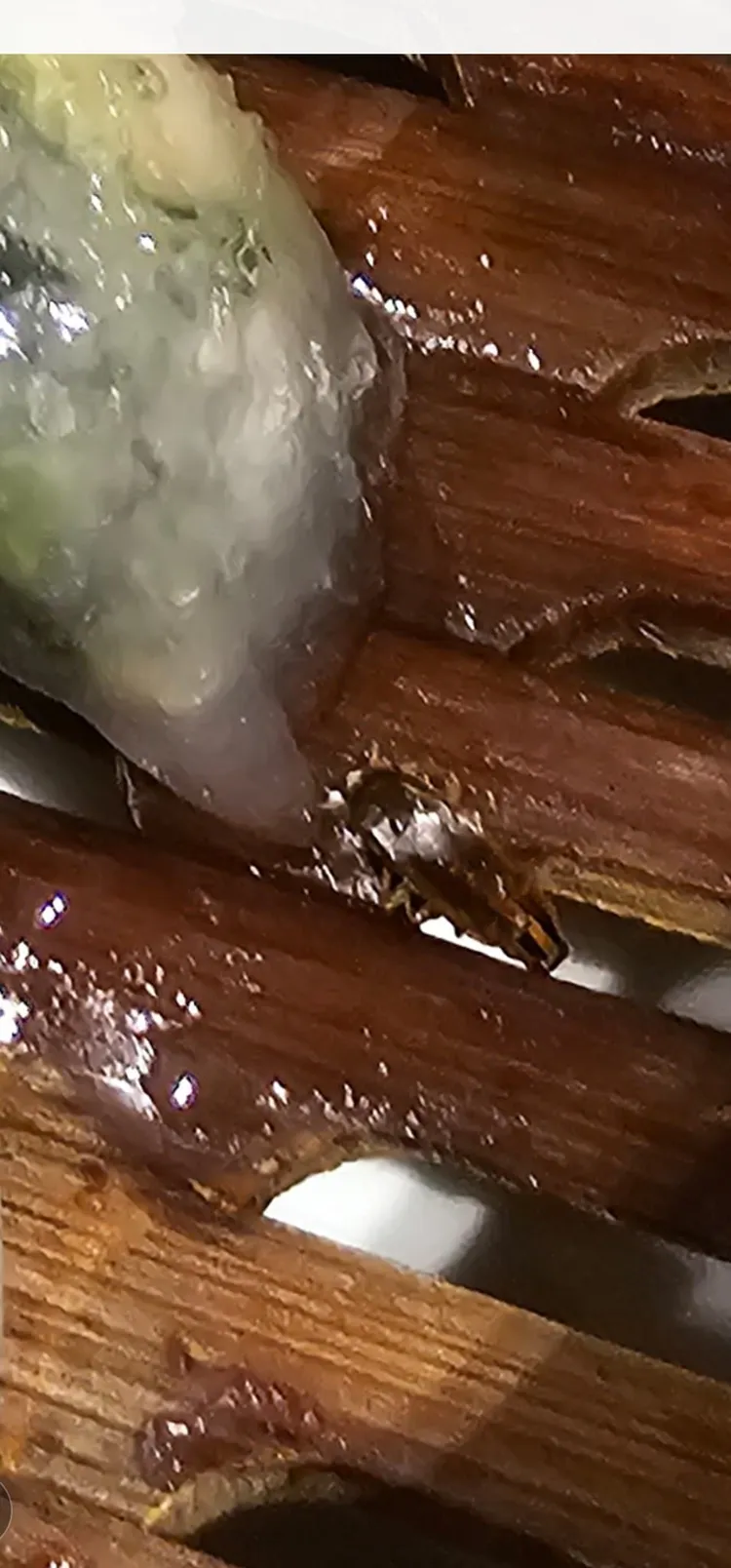 網友前往添好運台南新天地店，發現蒸籠上有蟑螂。翻攝自爆料公社二社