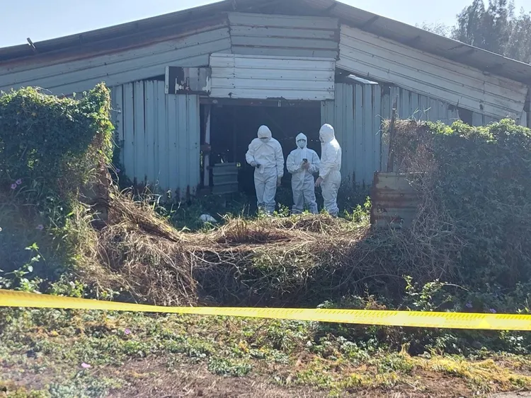 縣府動保處人員執行撲殺作業。縣府提供