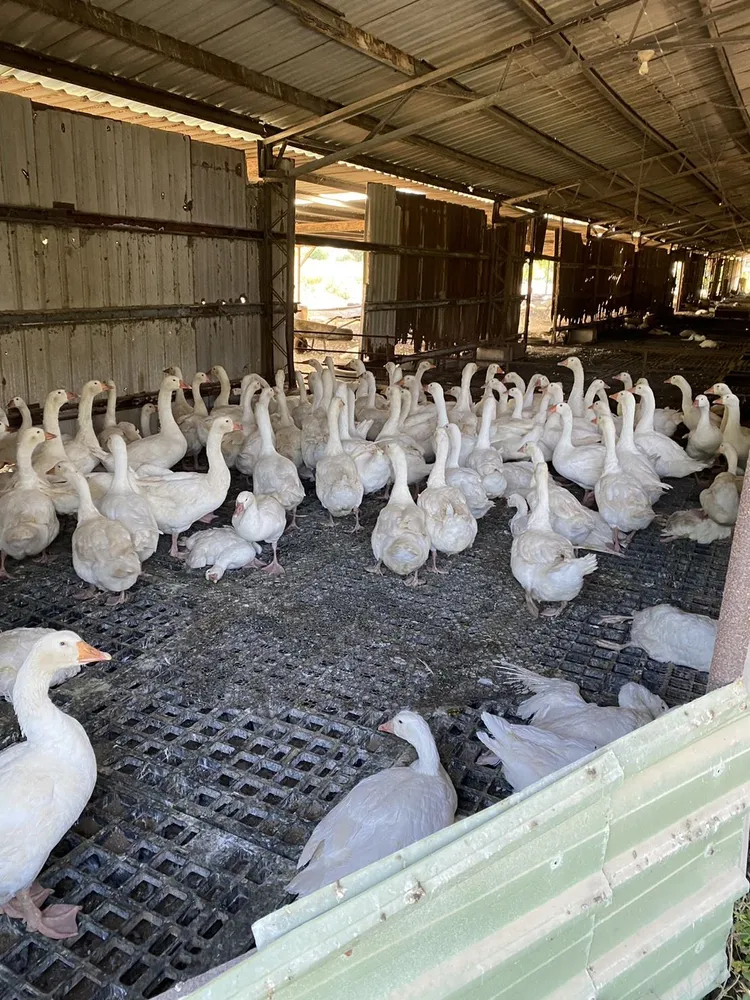 該養鵝場共有12月齡1800隻白羅曼鵝。縣府提供
