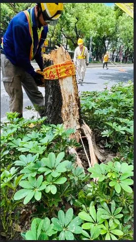 今年8月底中山北路一段一株中空腐朽的楓香樹突折斷砸死騎士。翻攝林珍羽臉書