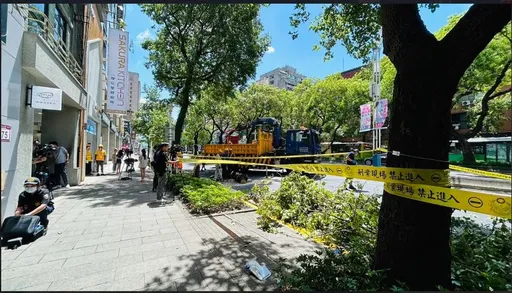 防路樹砸死人!北市高危行道樹年底移除 5千株儀器檢測取代目測