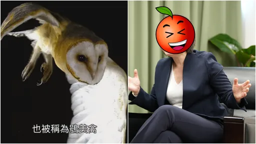 認真講幹話！動物頻道介紹「鴞美禽」優於猴馬豬　諧音笑瘋全網