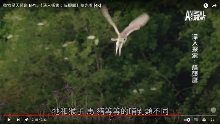 翻攝自YT頻道「星期天」