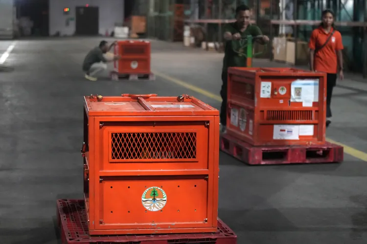 紅毛猩猩在曼谷蘇凡納布機場等待登機回家。美聯社