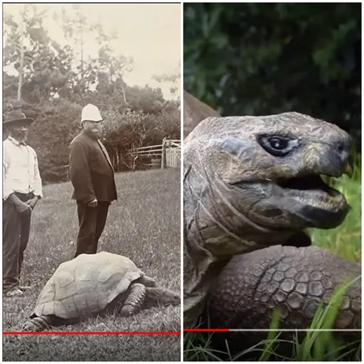 清朝出生老龜龜191歲嵩壽 逛花園見異性還想騎
