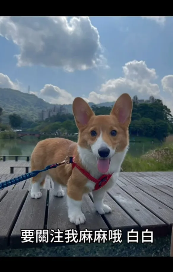 柯基犬特徵底盤低大耳朵。TikTok@chinchin_hihi 提供