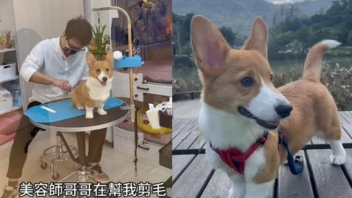 柯基尾巴剪毛竟變「一顆顆糰子」 表情超哀怨!主人你看著辦