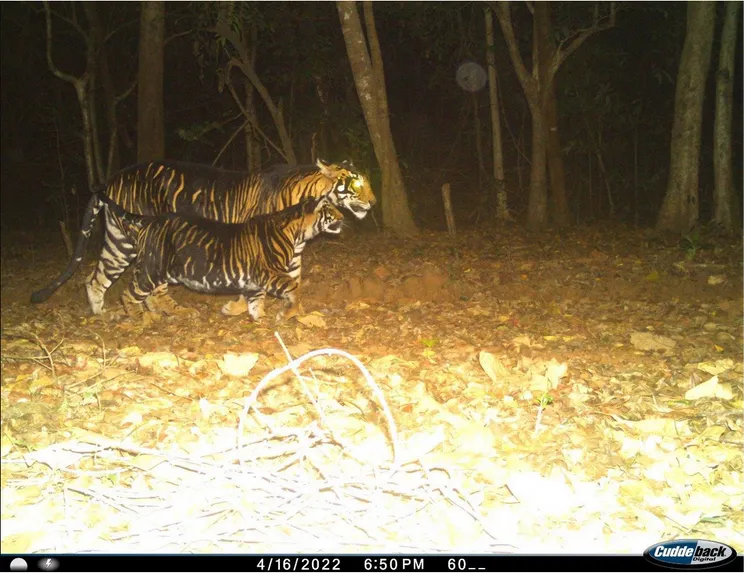 野生黑化老虎身上有黑色毛。NDTV