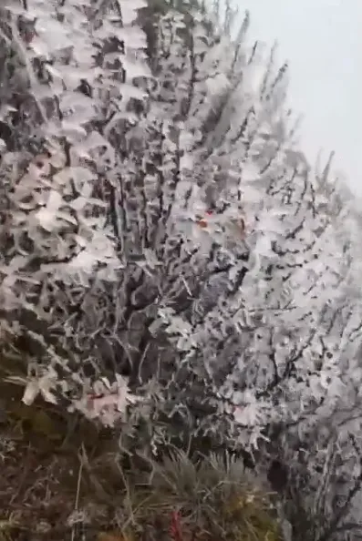 今天凌晨3時09分，玉山北峰觀測到霧淞。氣象署提供