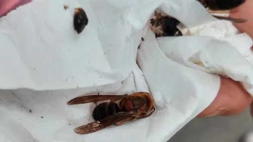 離奇!老翁家中遭虎頭蜂群攻擊 失去生命跡象