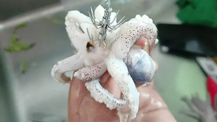 客人在超市買章魚，赫然發現還附帶著一個銳利多爪鐵鉤。翻攝臉書/SG