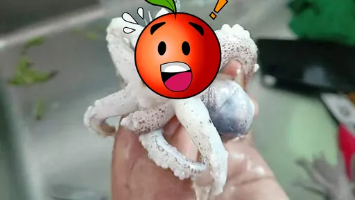 有圖有真相!買菜送蔥不夠看 買章魚「附贈」銳利多爪鐵鉤?