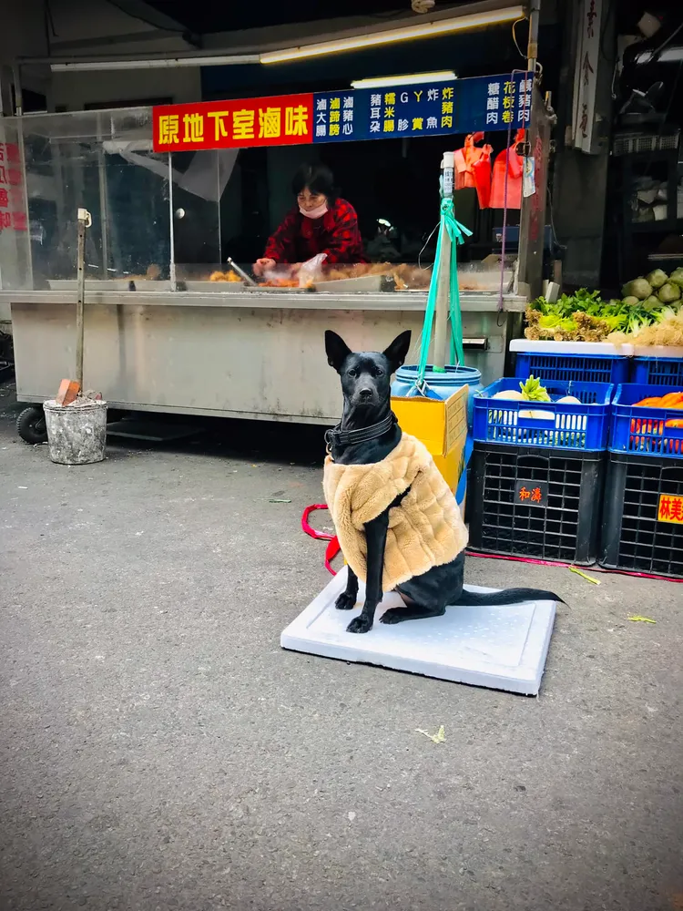 日前一名網友到新竹的市場買菜時，看見一隻黑狗穿著貴氣的絨毛背心，坐在地上的保麗龍板上望著他。翻攝《路上觀察學院》社團