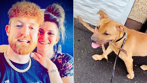 趁飼主做愛時咬一口　挫賽！2歲惡霸犬被法官下令「銷毀」