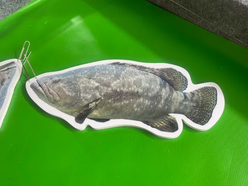 中國解禁台灣石斑魚進口! 農業部籲別分化:勿片面公布輸銷名單