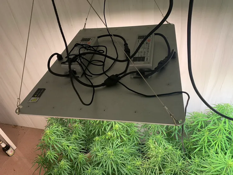 栽種現場。楊梅警分局提供