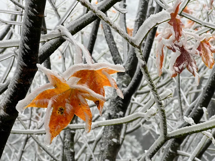 霧淞美景。武陵農場提供