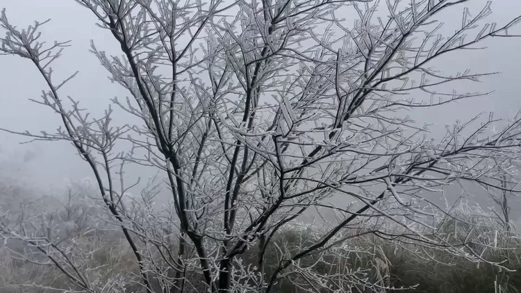 霧淞美景。武陵農場提供