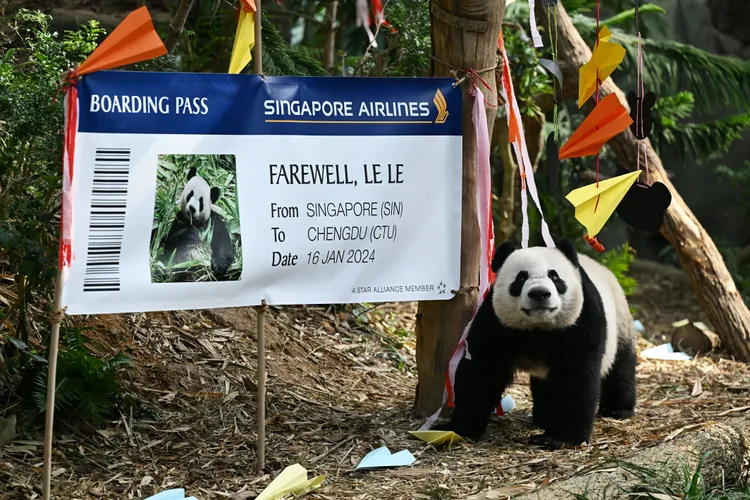 大貓熊叻叻看他的新航登機證。新華社