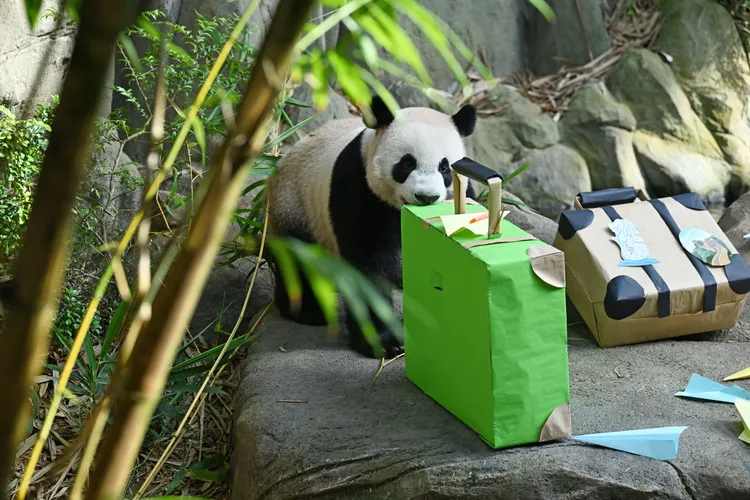 大貓熊叻叻明年1月回中國。新華社