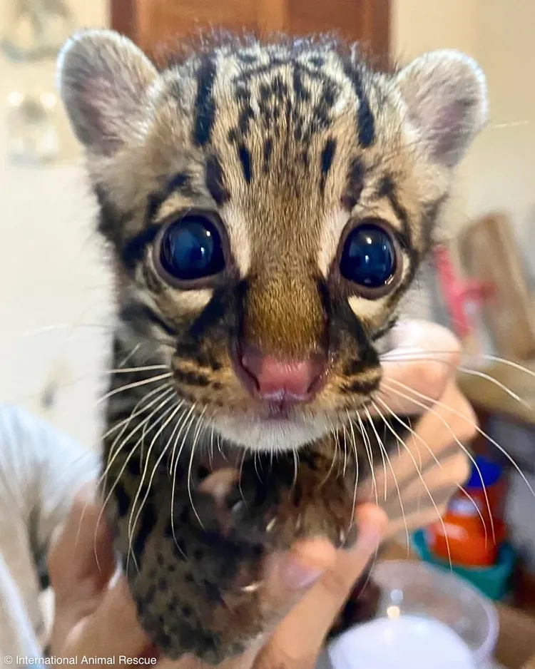 2個月大的豹貓「雷克斯」睜著一對無辜大眼。©International Animal Rescue 國際動物救援組織