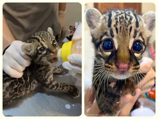 媽媽咧?2個月小豹貓獨自遊蕩 獲救大口喝ㄋㄟㄋㄟ好融化