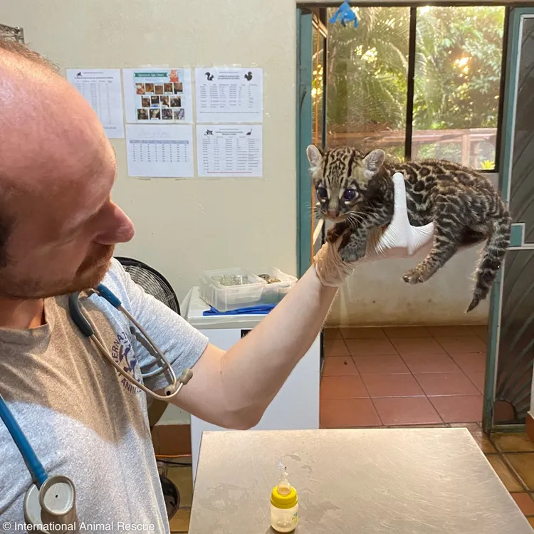 獸醫治療豹貓「雷克斯」。©International Animal Rescue 國際動物救援組織