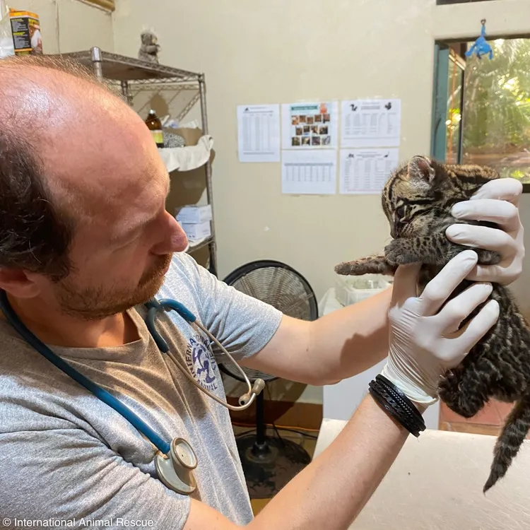 獸醫說豹貓「雷克斯」有一些皮膚和消化問題。©International Animal Rescue 國際動物救援組織