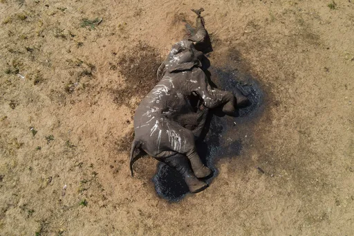 画面极惨!辛巴威逾百头大象亡 滴水难求活活渴死