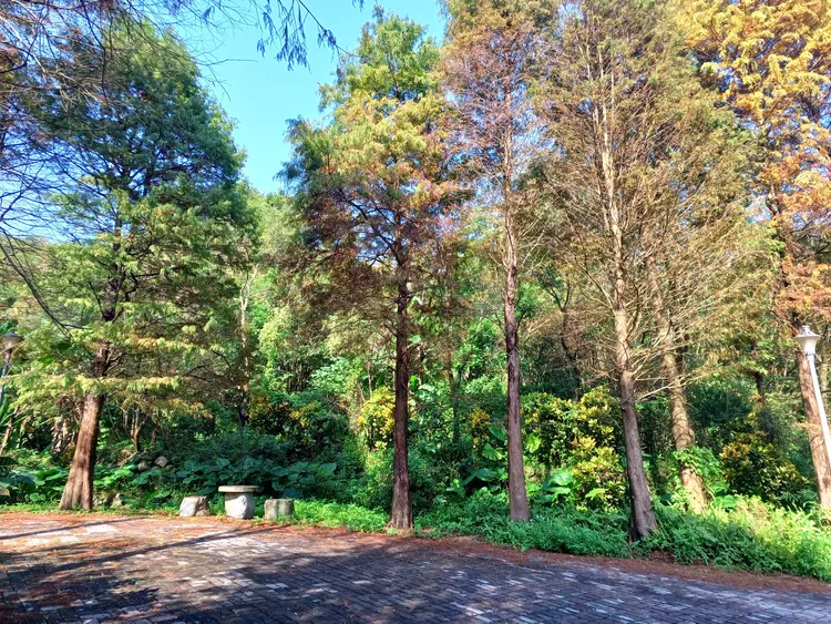 麗山農民廣場落羽松景點。大地處提供