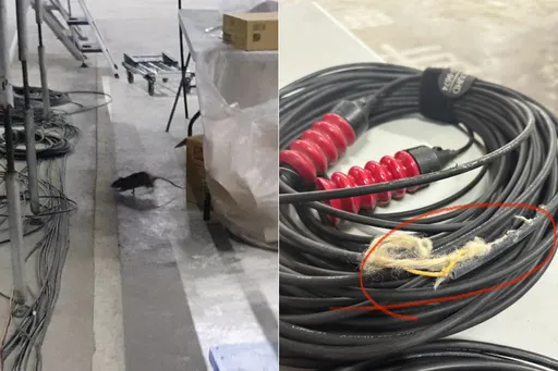 大巨蛋爆鼠患!北市衛生局出手 周邊餐飲業者加強稽查