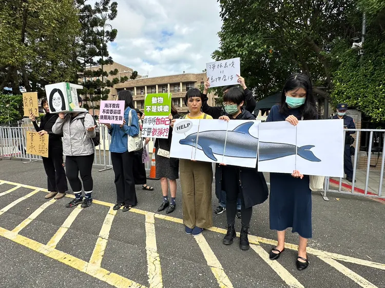 可深潛至海底超過500公尺的海豚，卻被圈養在不到5公尺的水泥池子裡面。陳怡文攝