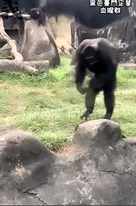 黑猩猩跳起搥打。翻攝自「黑色豪門企業」社群
