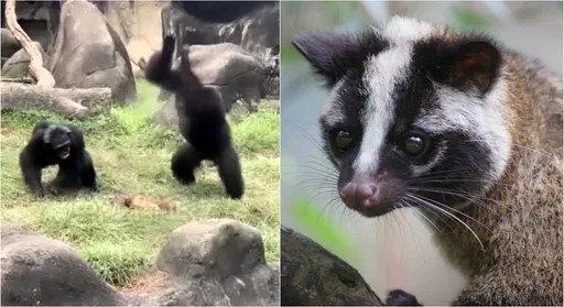 虐杀白鼻心「狠摔30次」原因曝光! 动物园:黑猩猩很害怕