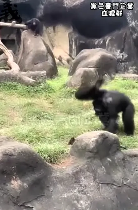 接著對牠猛捶打。翻攝自「黑色豪門企業」社群
