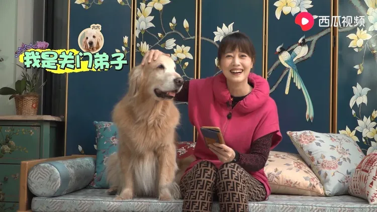 周海媚過去與愛犬接受採訪，自家客廳也曝光。取自西瓜視頻