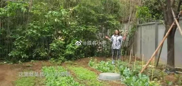 周海媚介紹她的小小菜園。取自微博