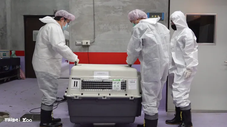 未來於12/28午夜11時多抵抵達動物園，經過1個月檢疫才能進行配對。動物園提供