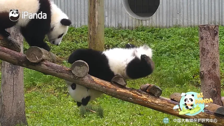 「小幫手」來了。／翻攝微博@iPanda熊貓頻道