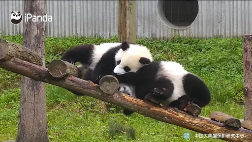 你是幫忙或搗亂！大貓熊見同伴卡頭來相助　卻愈幫愈忙