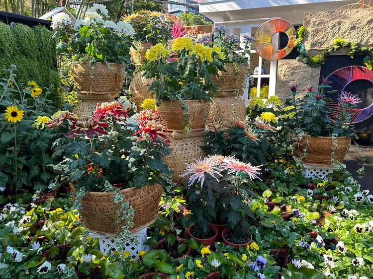 以大菊和睡蓮呈現莫內名畫睡蓮意境。公園處提供