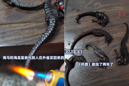 服藥酒壯陽不嗨了!藥材咬不斷「真相全曝光」 他崩潰:都喝了2年